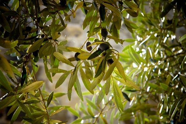 Landscape tree nature branch Photo