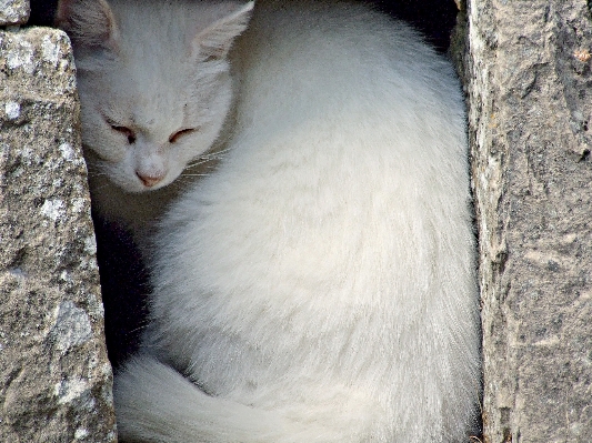 Weiss haus katze säugetier Foto