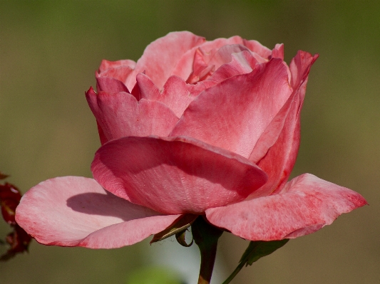 Nature blossom plant flower Photo