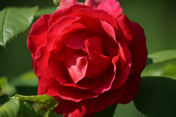 Foto Natura pianta fiore petalo