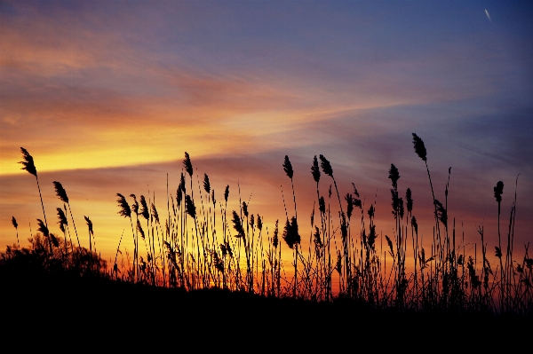 Nature horizon silhouette cloud Photo