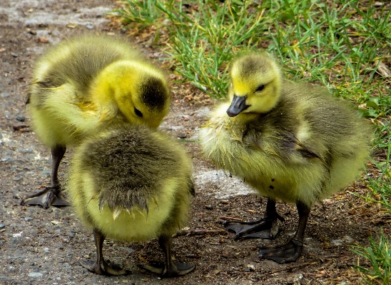 Bird boy cute wildlife Photo