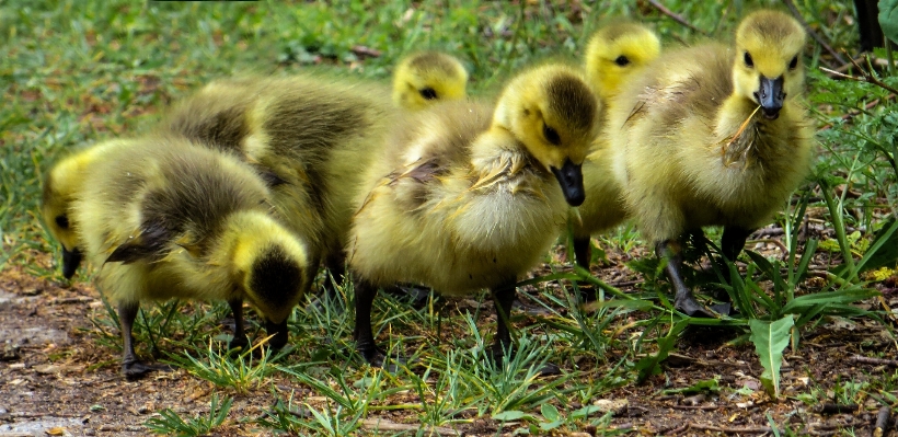 Bird boy cute wildlife Photo