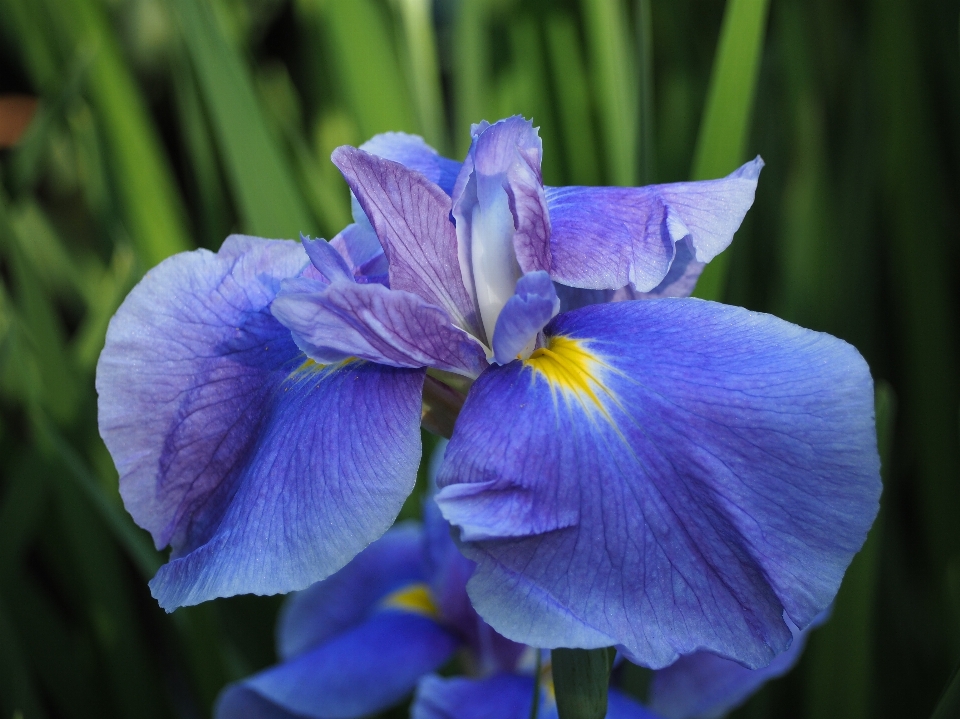 Pianta fiore petalo blu