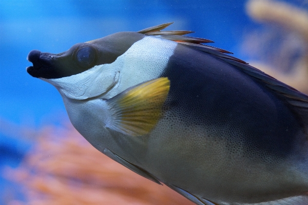 Sea water ocean bird Photo