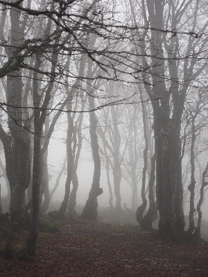 Foto Pohon alam hutan cabang