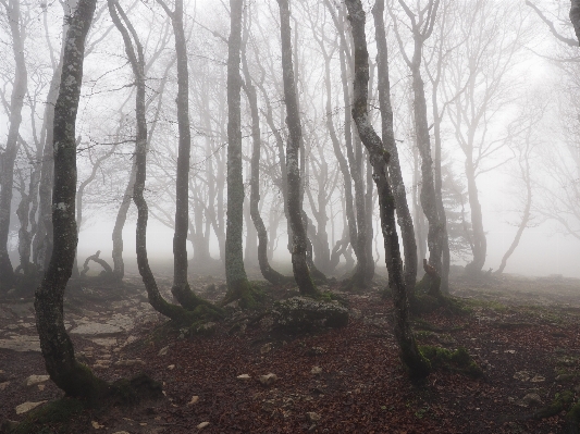 Tree forest wilderness branch Photo