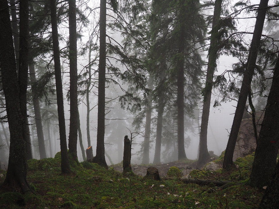 Pohon hutan gurun
 kabut