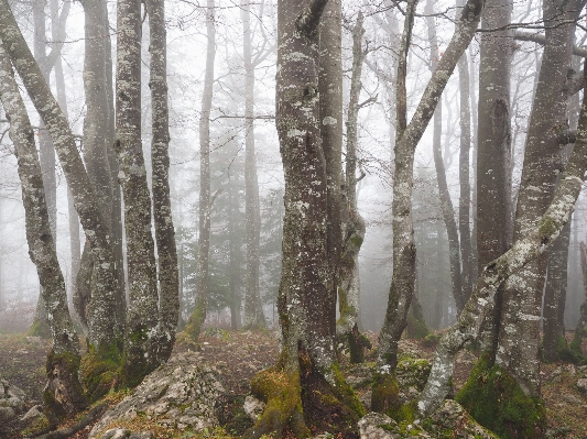 Tree forest wilderness branch Photo