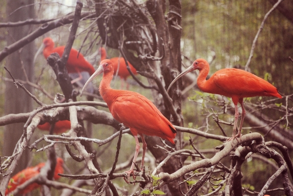 Tree nature branch bird Photo