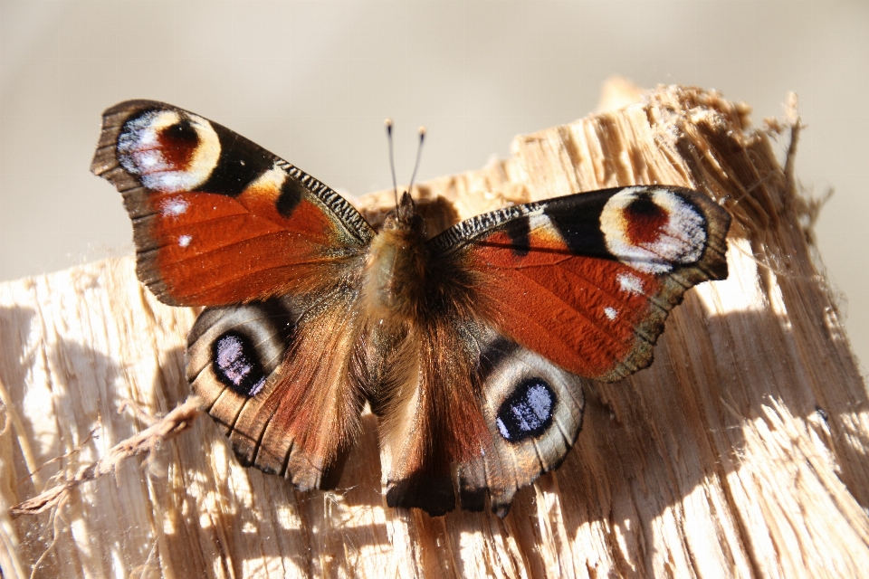 Ala fotografía insecto polilla