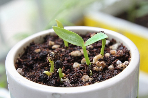 Plant leaf flower dish Photo