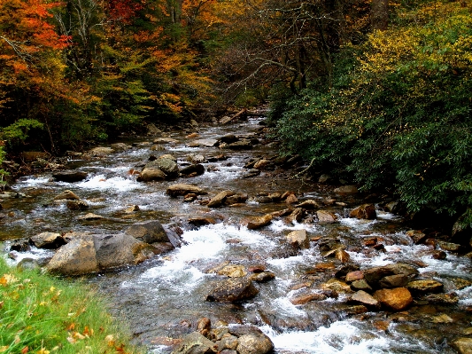 Landscape tree water nature Photo