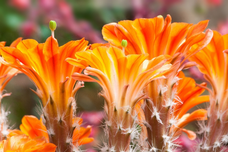 Natura fiore spinoso
 cactus
