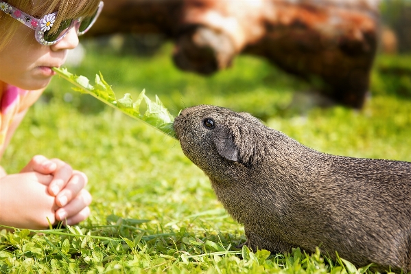 自然 草 草原
 野生動物 写真