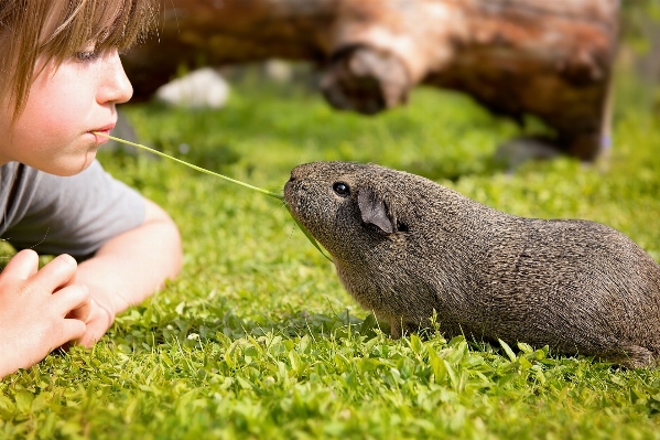 Foto Césped animal fauna silvestre mamífero