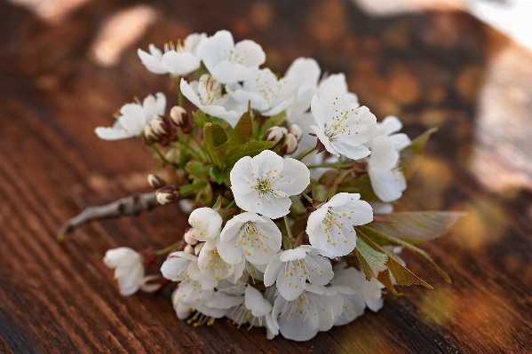 Nature branch blossom plant Photo