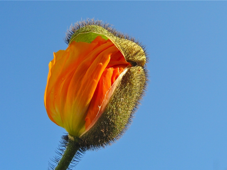 Fiore pianta campo petalo