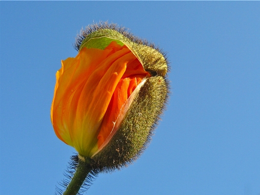 Blossom plant field flower Photo