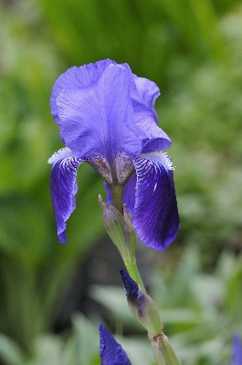 Photo Nature fleurir usine fleur