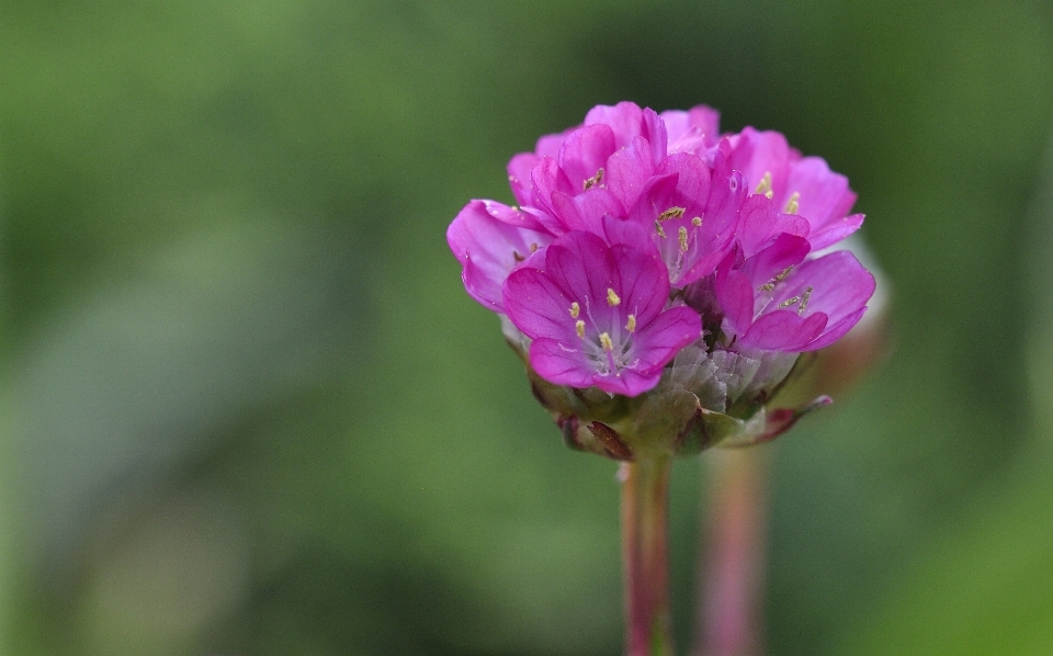 Nature blossom plant flower