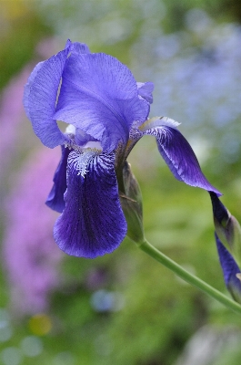 Blossom plant flower petal Photo