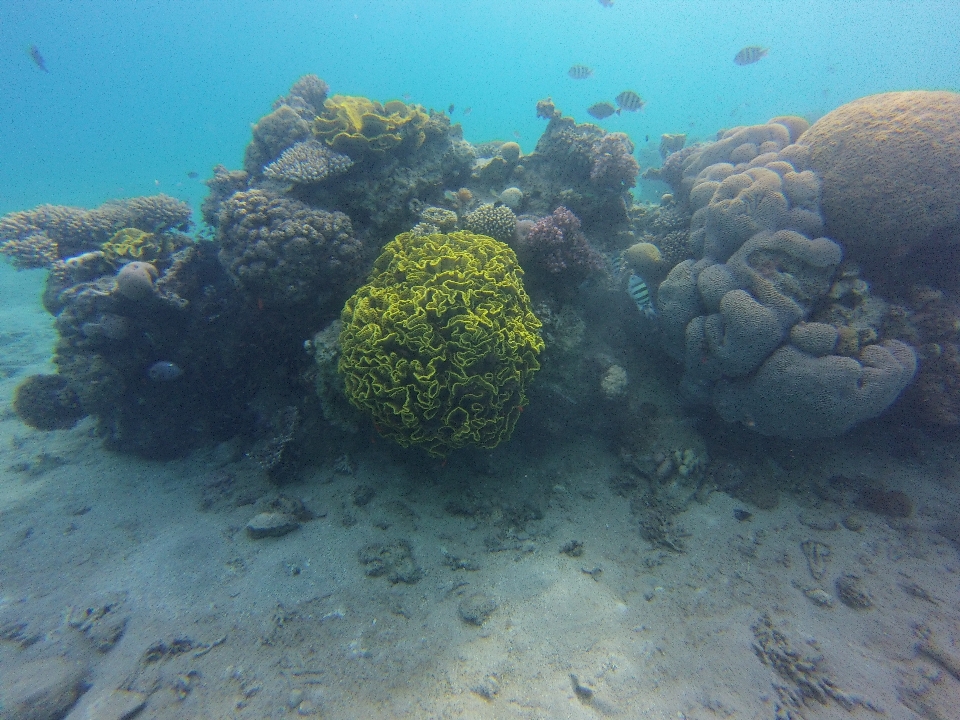 Laut air alam danau