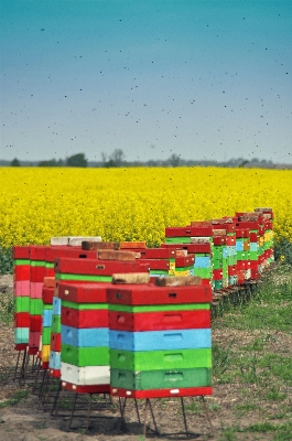 Anlage feld bauernhof wiese
 Foto