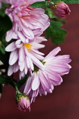 Blossom plant flower petal Photo