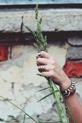 Hand tree grass branch Photo