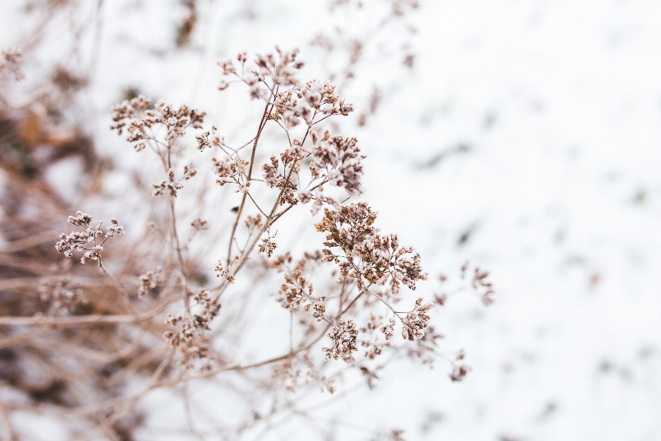 Nature bifurquer fleurir neige