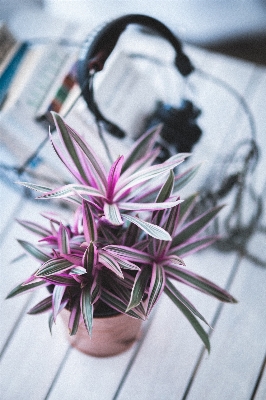 Natur zweig anlage blatt Foto