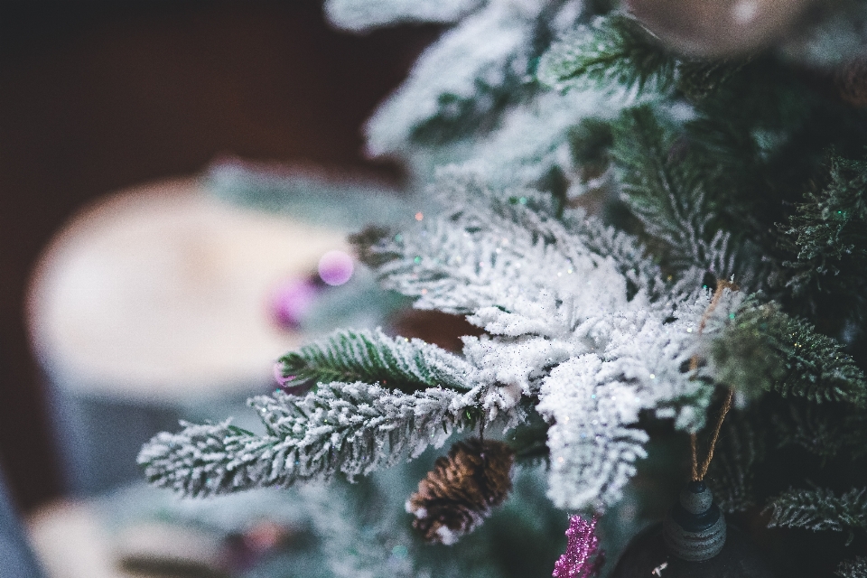 Albero ramo nevicare inverno