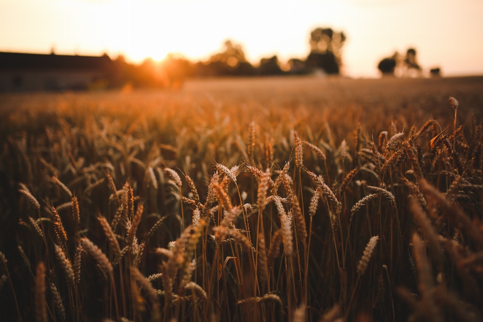 Grass plant sunset field