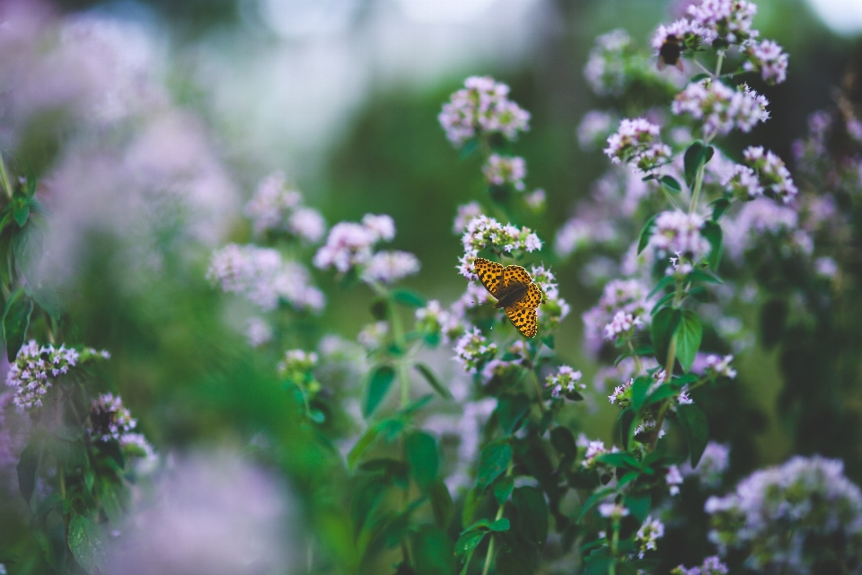 Nature blossom bokeh plant