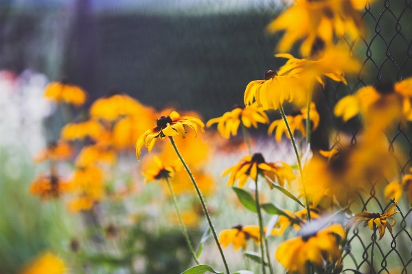 Nature bokeh plant field Photo