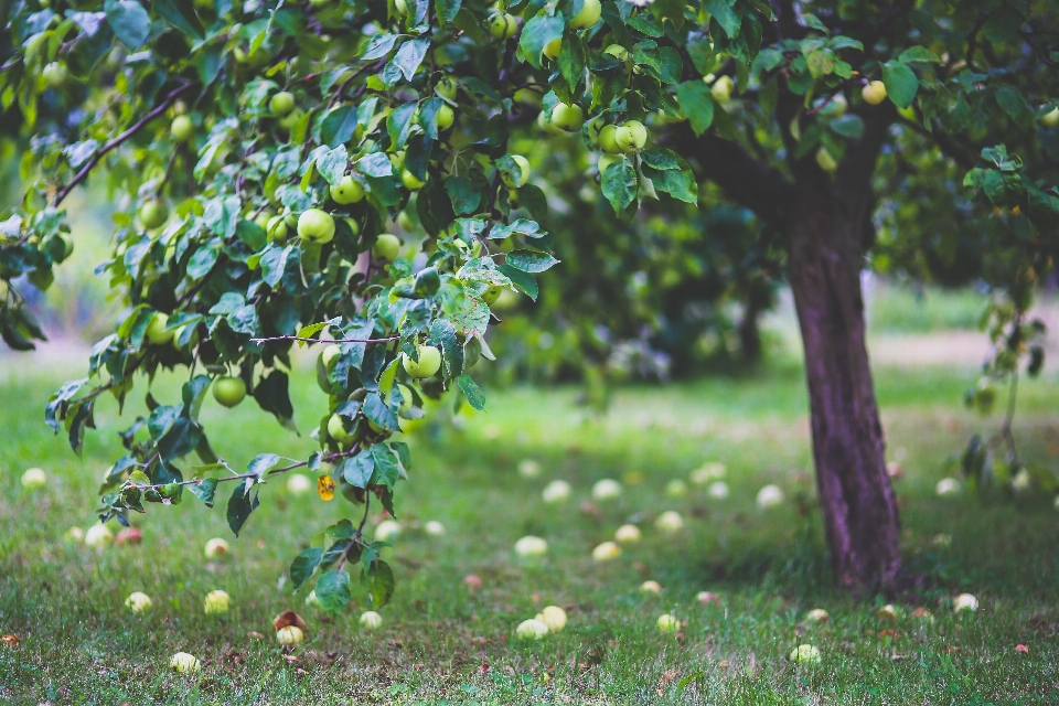 Apple pohon rumput cabang