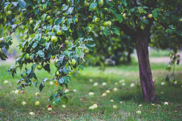 Apple tree grass branch Photo