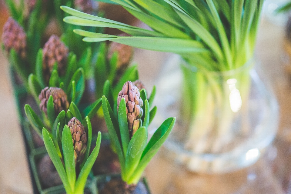 草 植物 花 春