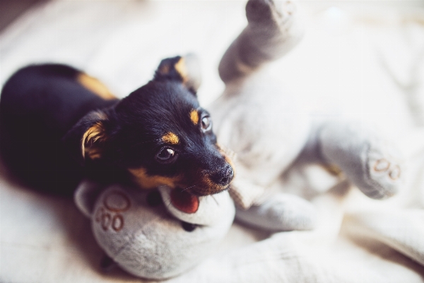 甘い 子犬 犬 かわいい 写真