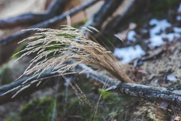 Tree nature forest grass Photo