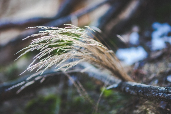 Tree nature forest grass Photo