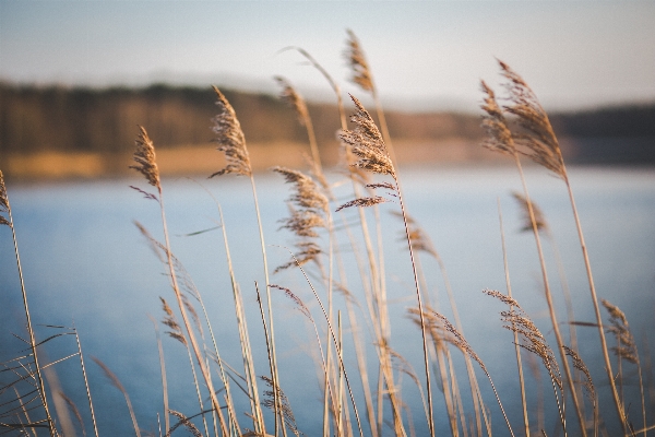 Tree water nature grass Photo