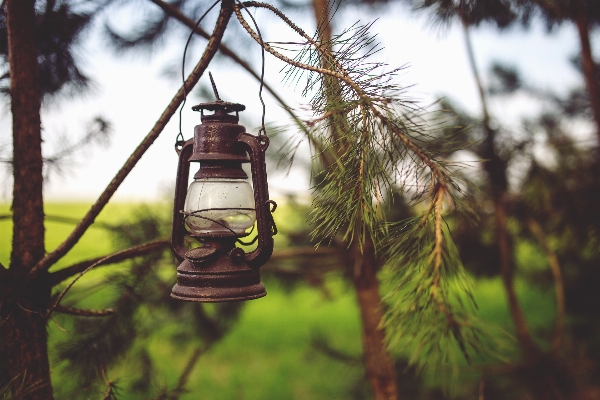 Tree nature forest grass Photo