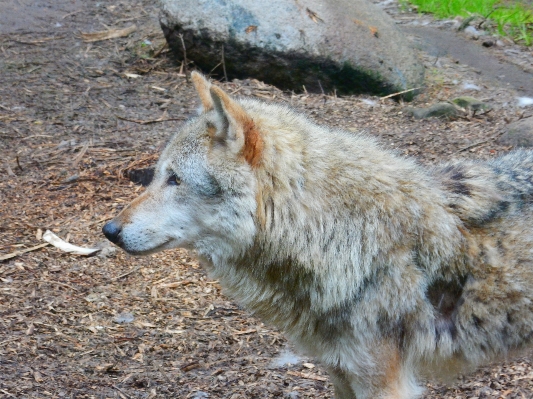 Animal wildlife zoo mammal Photo