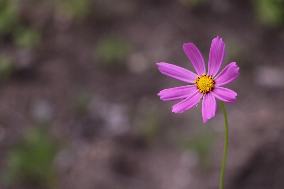 Blossom plant cosmos flower