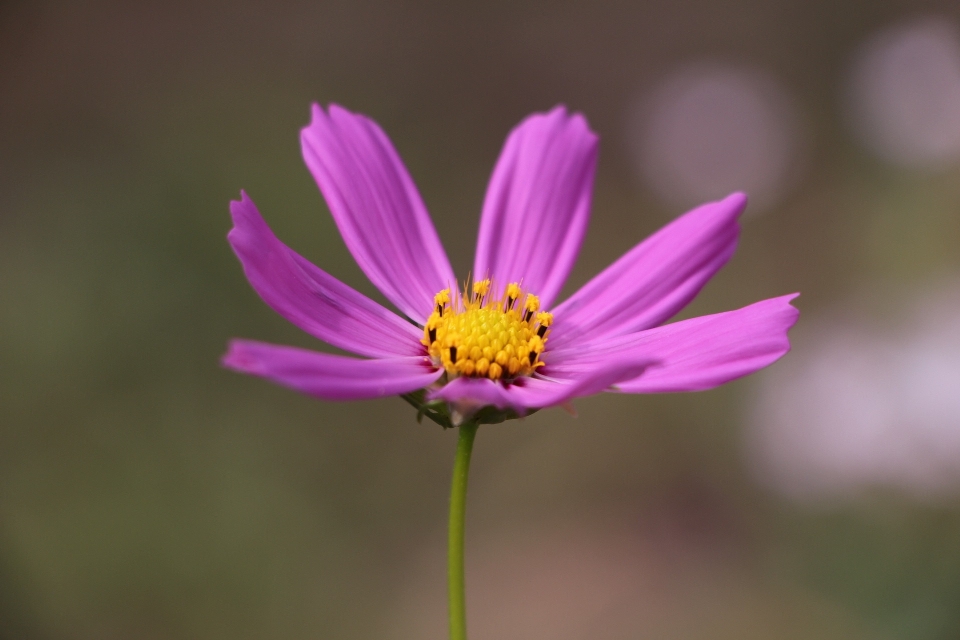 Blossom plant photography cosmos