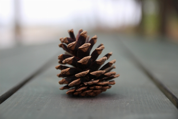 Hand tree nature branch Photo