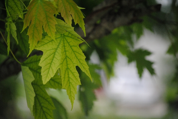 Tree nature forest branch Photo