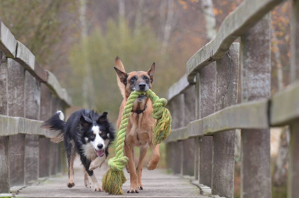 Play dog autumn mammal